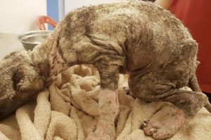 Rescue Broken Puppy Who's Known Nothing But Suffering & Neglect from the day he was born.
