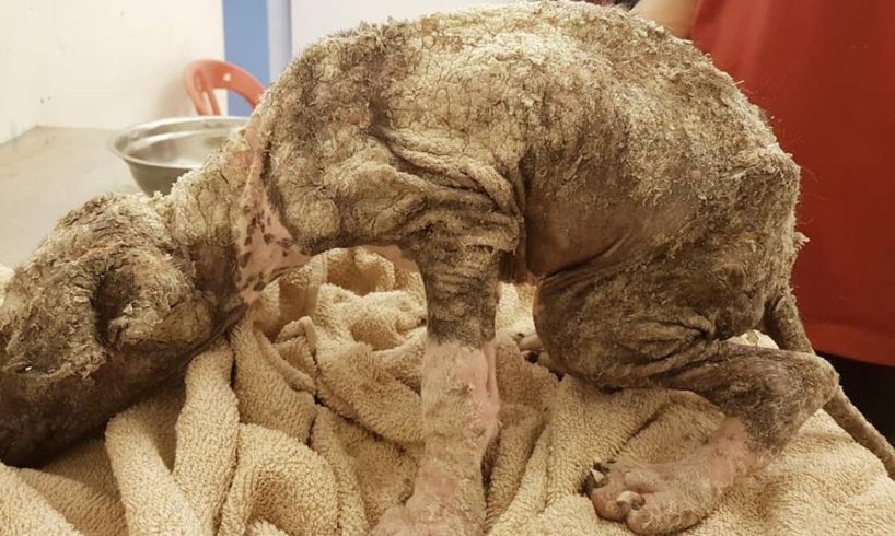 Rescue Broken Puppy Who's Known Nothing But Suffering & Neglect from the day he was born.