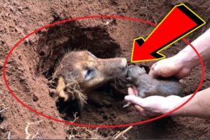 Rescue Cute Pupies - Help the Mother of cute puppies