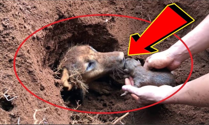 Rescue Cute Pupies - Help the Mother of cute puppies