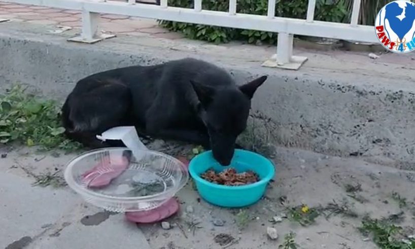 Rescue Homeless Dog Was Paralyzed From Fear Waiting for Help