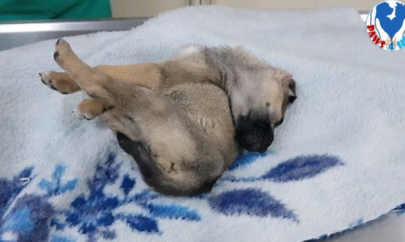 Rescue Homeless Puppy In Critical Condition Was Waiting For Help