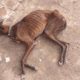 Rescue Horribly Thin Dog Is Dying On The Street