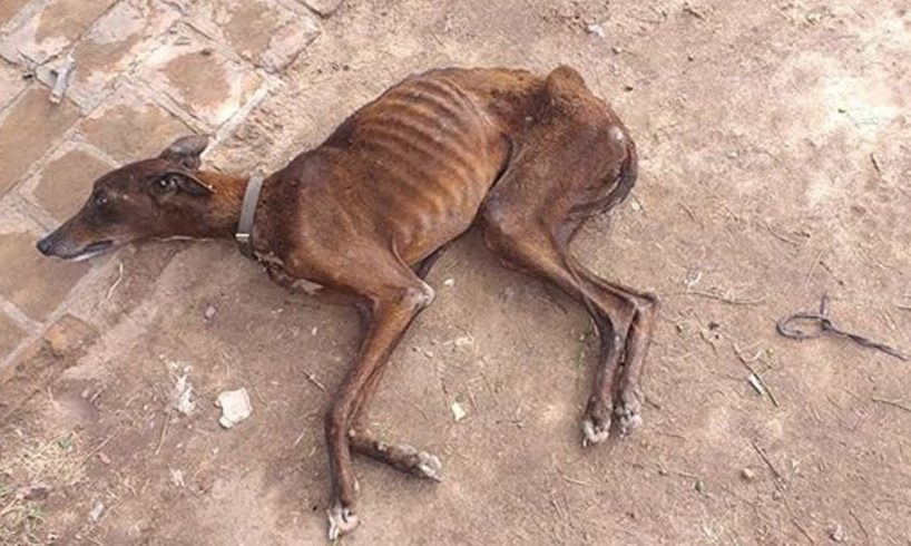 Rescue Horribly Thin Dog Is Dying On The Street