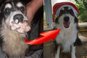 Rescue Poor Dog Has A Huge Tumor Covering Mouth & His Handsome Comeback