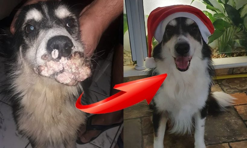 Rescue Poor Dog Has A Huge Tumor Covering Mouth & His Handsome Comeback