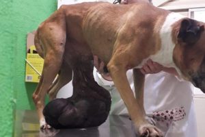 Rescue Poor Dog Has Huge Breast Tumor & AMAZING TRANSFORMATION