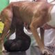Rescue Poor Dog Has Huge Breast Tumor & AMAZING TRANSFORMATION