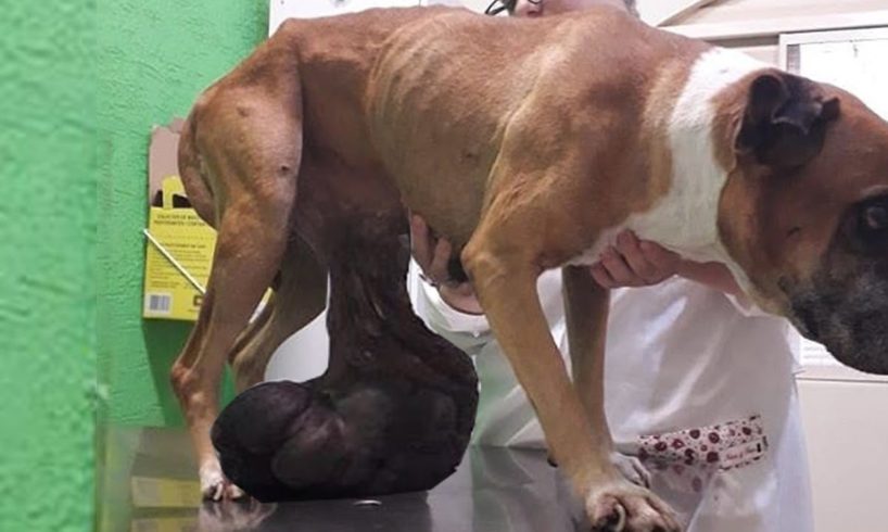 Rescue Poor Dog Has Huge Breast Tumor & AMAZING TRANSFORMATION