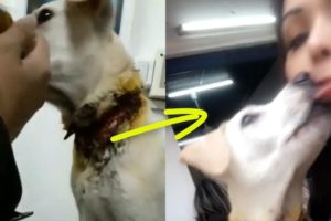 Rescue Poor Dog Was Almost Slaughtered and Happy Ending