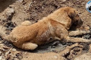 Rescue Poor Dog Was Shot, Beaten and Thinking Him Dead, Threw Him In a Huge Hole