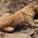 Rescue Poor Dog Was Shot, Beaten and Thinking Him Dead, Threw Him In a Huge Hole