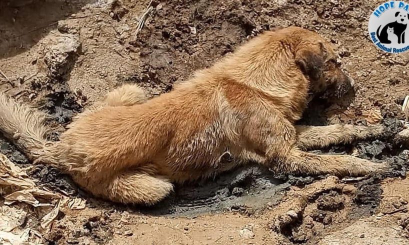 Rescue Poor Dog Was Shot, Beaten and Thinking Him Dead, Threw Him In a Huge Hole