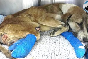 Rescue Poor Dog Was Shot In The Spine Which Caused His Paralysis Will Make Warm Your Heart