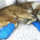 Rescue Poor Dog Was Shot In The Spine Which Caused His Paralysis Will Make Warm Your Heart