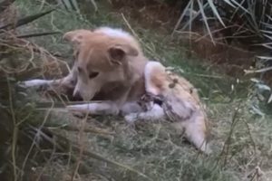 Rescue Poor Dog Was Tied Foot In The Tree & Amazing Transformation