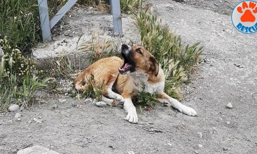 Rescue Poor Dog Who Was Scared and Worried After Hit by Car