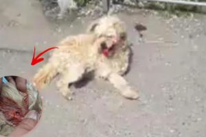 Rescue Poor Dog was Hit By Car Lying on the Street Without any Help for Days