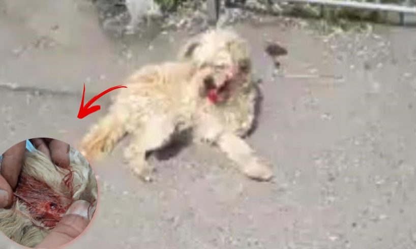 Rescue Poor Dog was Hit By Car Lying on the Street Without any Help for Days