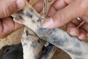 Rescue Poor Dog with Cliping Ticks