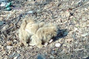 Rescue Poor Puppy Abandoned nothing around except the trash