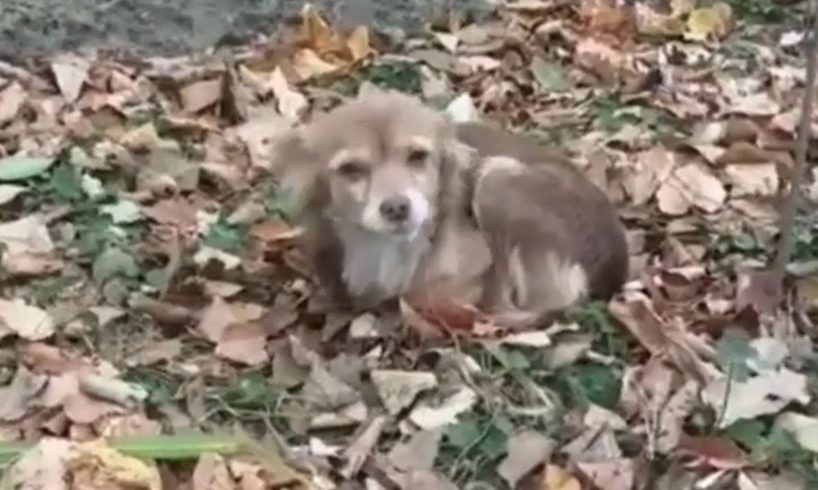 Rescue Poor Puppy Is Freezing Cold Because Being Abandoned On The Street