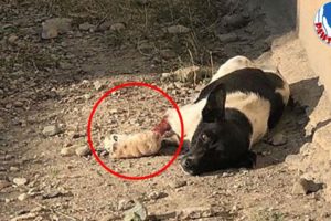 Rescue Poor Puppy Lose Hope With Her Leg Wound Is Very Horrible