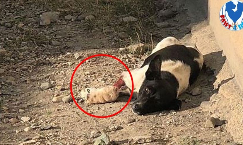 Rescue Poor Puppy Lose Hope With Her Leg Wound Is Very Horrible