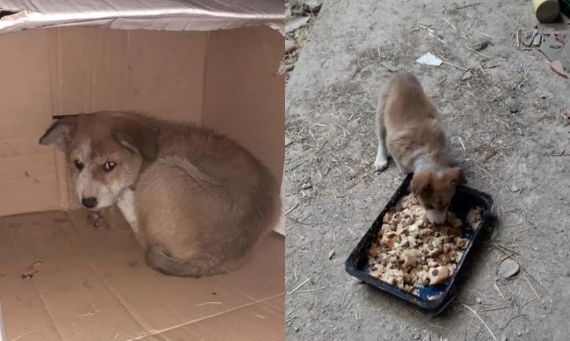 Rescue Poor Puppy was Abandoned in Cardbox Package