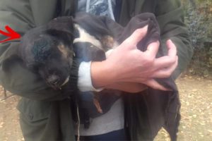 Rescue Poor Puppy was Hit to Head Crying for Help in Deep Pains