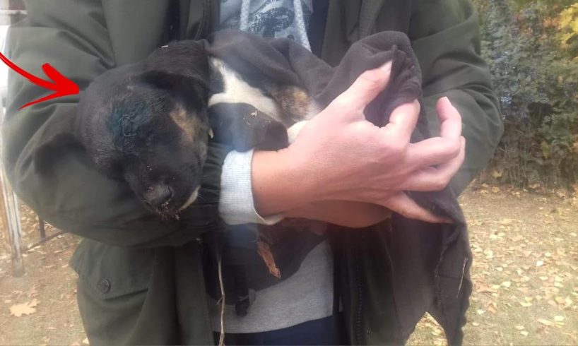 Rescue Poor Puppy was Hit to Head Crying for Help in Deep Pains