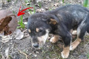 Rescue Poor Sick Puppy was Abused, Beat and Covered Many Worms