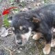 Rescue Poor Sick Puppy was Abused, Beat and Covered Many Worms