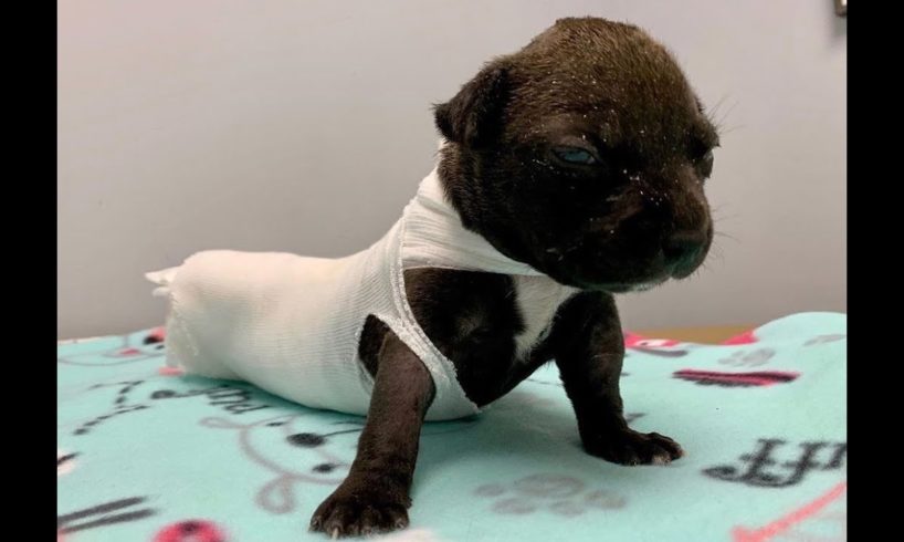 Rescue Poor little Dog Thrown into the trash ,Burns all over on back