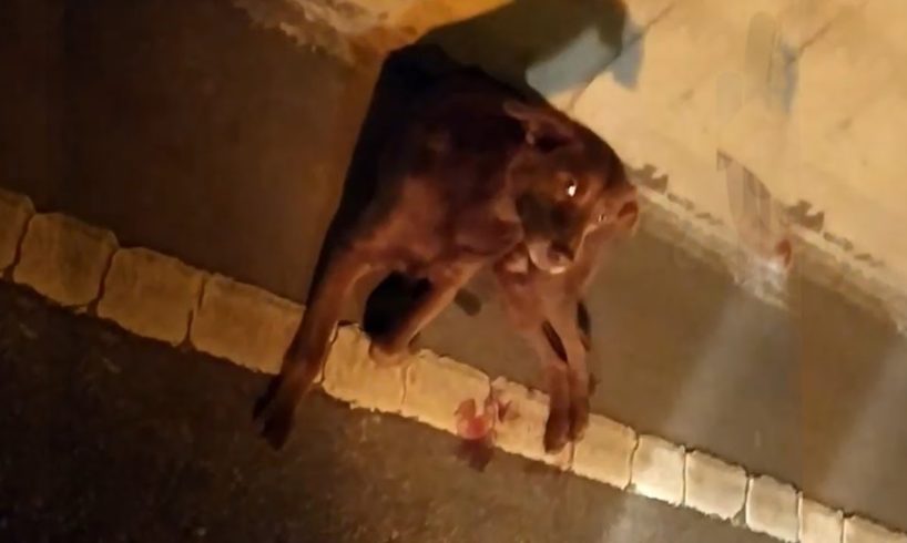 Rescue Stray Dog Has A Trafic Accident Make Was Broken Spinal Lying On The Highway