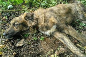 Rescue Stray Dog Was Shot Make Broken The Marrow & Amazing Transformation