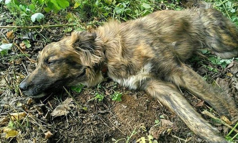 Rescue Stray Dog Was Shot Make Broken The Marrow & Amazing Transformation