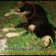 Rescue Stray Dog Who Was Suffered A Gruesome Hind Leg Injury In A Car Accident