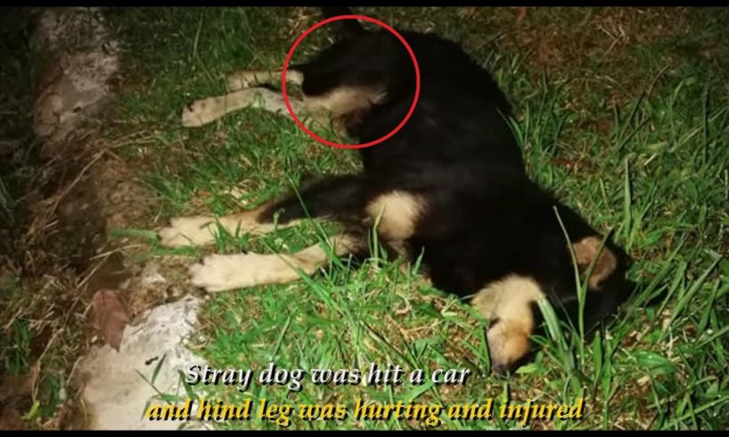Rescue Stray Dog Who Was Suffered A Gruesome Hind Leg Injury In A Car Accident