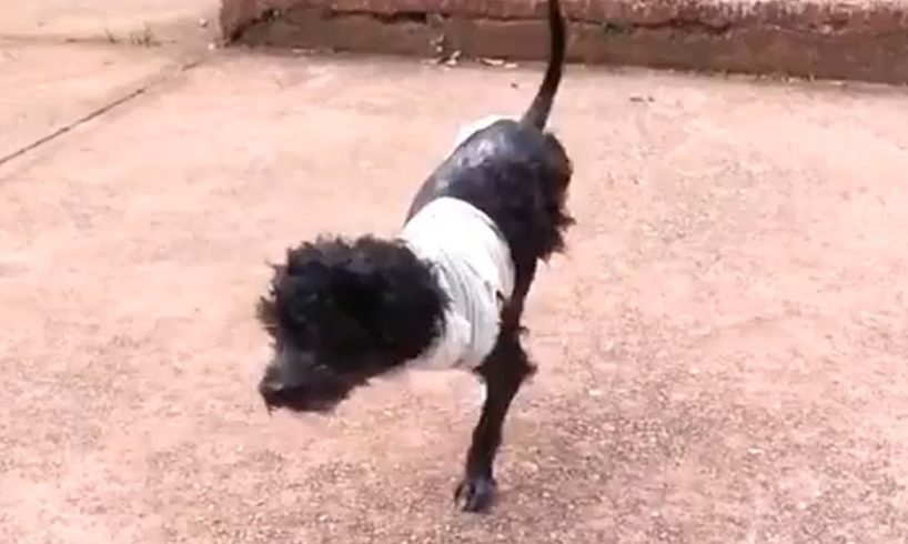 Rescue Street Puppy Two Legs & AMAZING TRANSFORMATION 2020