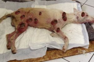 Rescue Suffering Dog Was Broken Legs, Lying Motionless & Became Handsome Prince