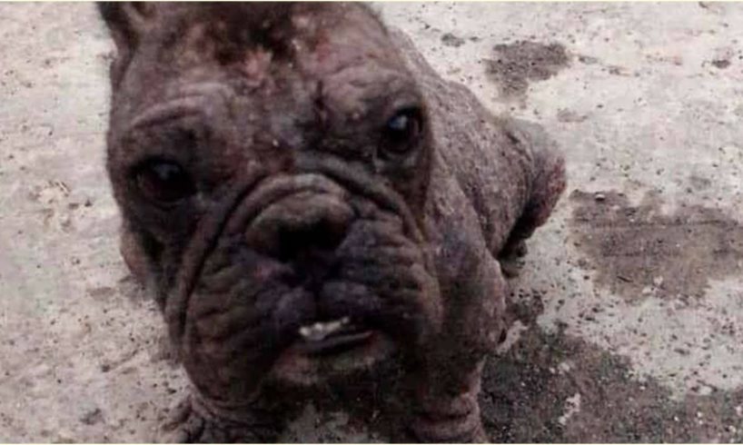Rescue The Poor "Fossil" Puppy Abandoned in The Cemetery & The Dog Trapped under The Ditch