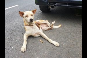 Rescue a Poor Dog with Paralysed 2 hind leg