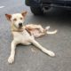 Rescue a Poor Dog with Paralysed 2 hind leg