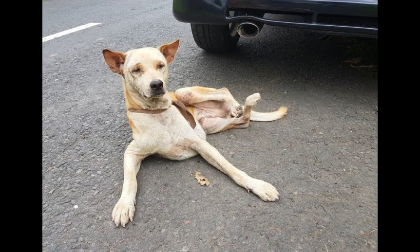 Rescue a Poor Dog with Paralysed 2 hind leg