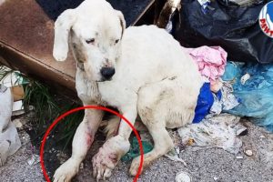 Rescue an Abandoned Dog In Serious Bad Condition Will Make Warm Your Heart