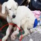 Rescue an Abandoned Dog In Serious Bad Condition Will Make Warm Your Heart