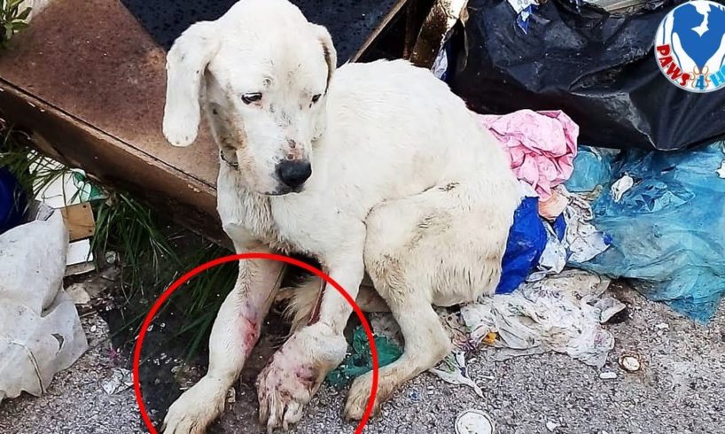 Rescue an Abandoned Dog In Serious Bad Condition Will Make Warm Your Heart