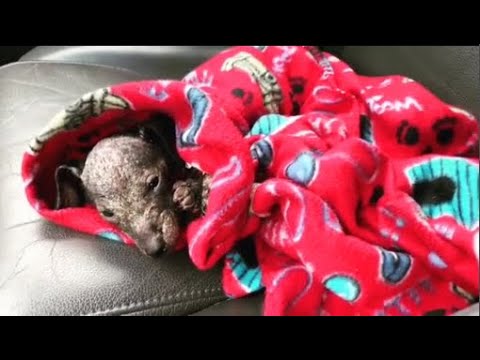 Rescue poor little dog severe dermatitis all Body