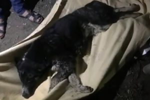 RescuePoor Dog Lying Unconscious On The Construction Site Make Sobbing Your Heart